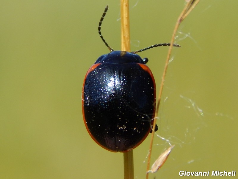 Serie di Chrysomelidae del Parco del Ticino